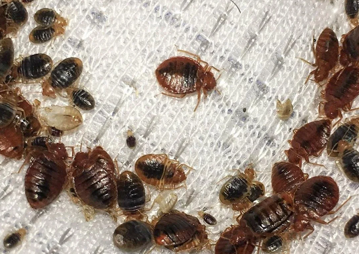 Bed Bug Treatment