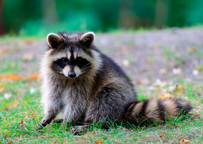 RACOON