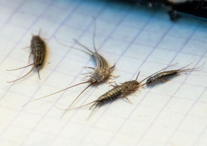 Spider & Silerfish control